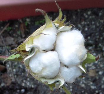 cotton2.png